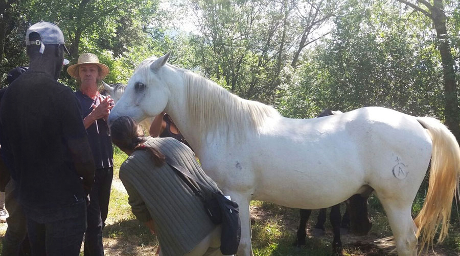 imatge de  Coneix els cavalls a l’Alta Garrotxa!